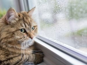 Telas de segurança para canchas em Campo Grande