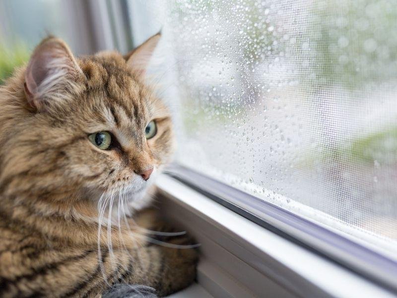 Telas de segurança para canchas em Campo Grande
