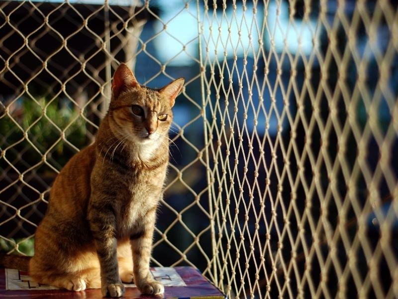 Redes de Proteção Corguinho