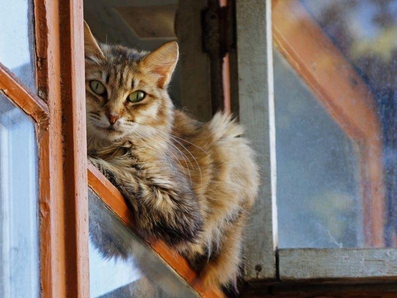 Telas de segurança para canchas em Campo Grande