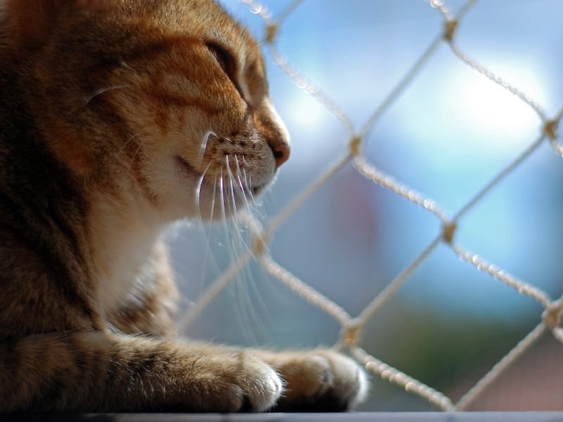Telas de Proteção em Terenos