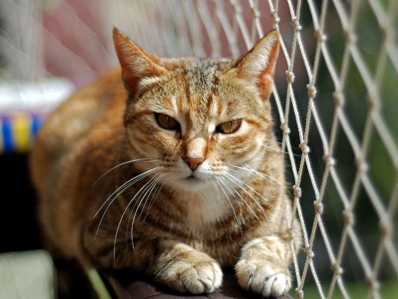 Telas de Proteção em Campo Grande