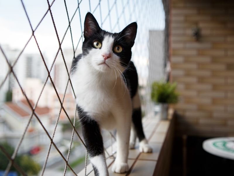 Rede de Proteção para Gatos em Campo Grande
